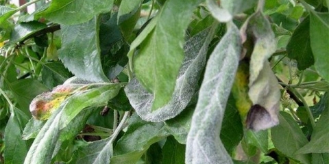 Pepelnica na stablu jabuke: kako se boriti